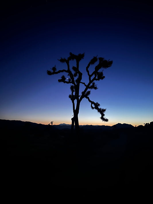 Marin Society of Artists "LIGHT AND DARK" - Gunderson Schulman Photography
