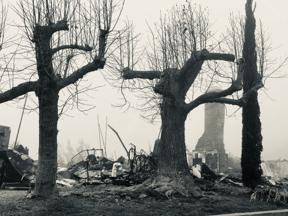 Trees after the Palisades Fire