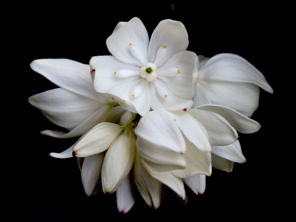 White yucca flower with a black background
