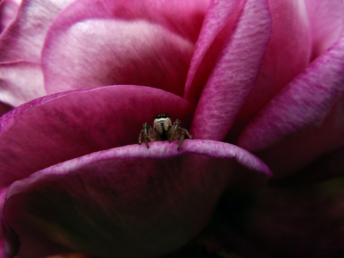 Fine art macro photography print of a jumping spider, Los Angeles, California — by Miriam Schulman