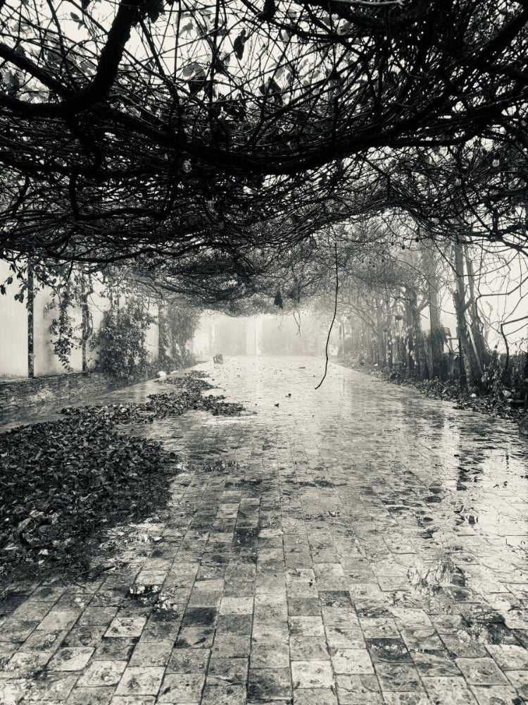 Brick path through a foggy, tree-lined avenue