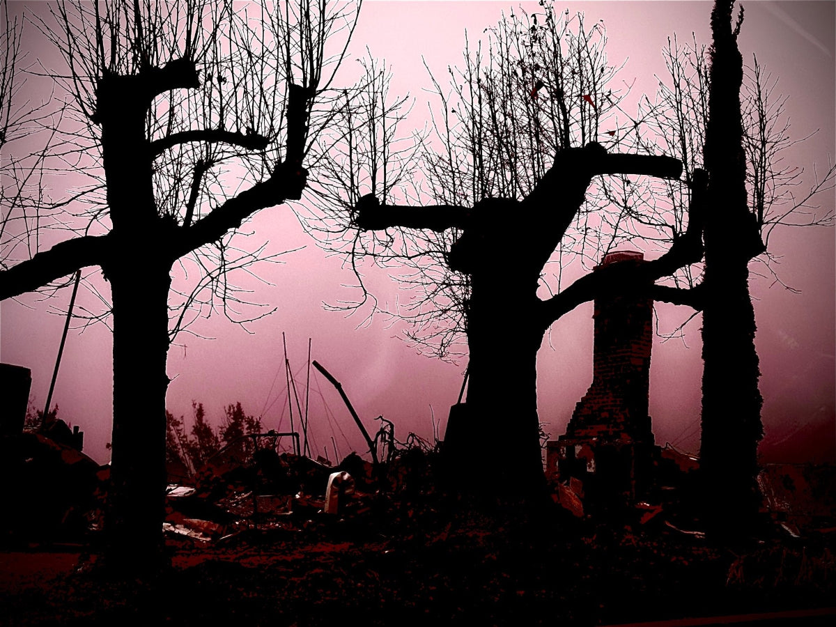 Silhouettes of trees against a pink sky