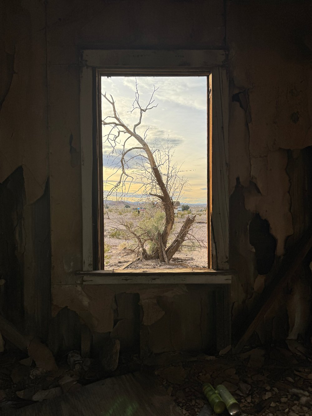 Lone Tamarisk - Gunderson Schulman Photography