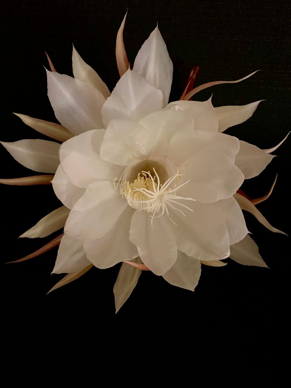 Queen of the Night - Gunderson Schulman Photography