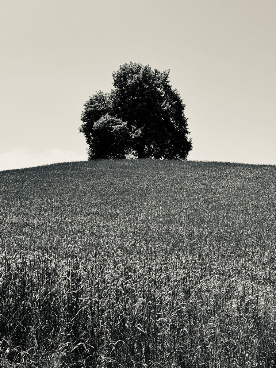 Tree on a hill in a wheat field