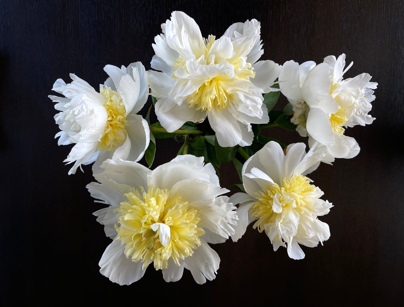 Fine art botanical photography print of paeonia flowers in a ring composition — by Miriam Schulman