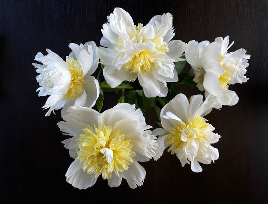 Fine art botanical photography print of paeonia flowers in a ring composition — by Miriam Schulman