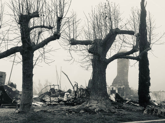 Trees after the Palisades Fire