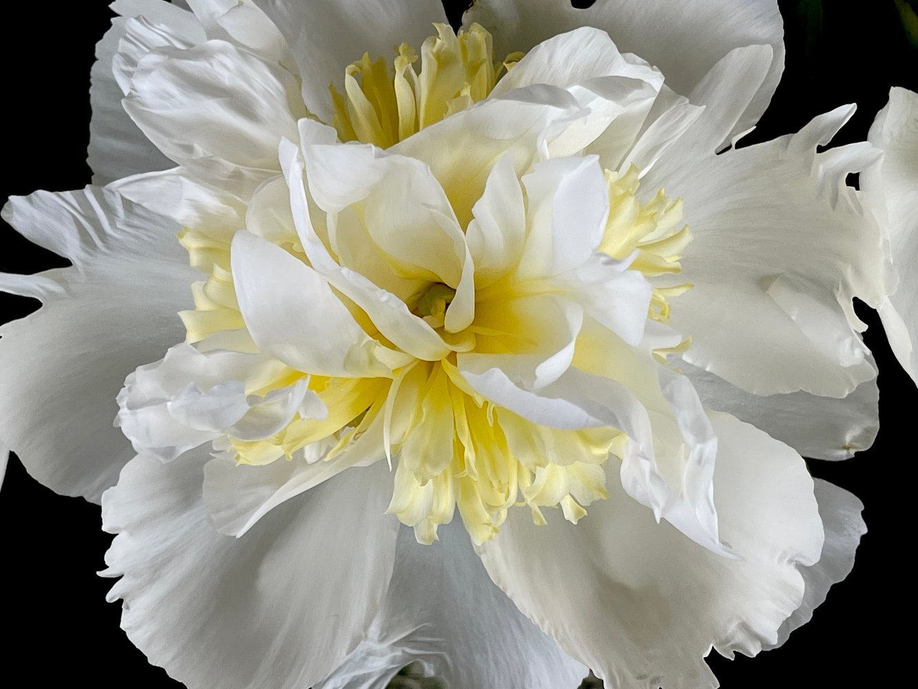 Fine art botanical photography print of a peony in full bloom — by Miriam Schulman