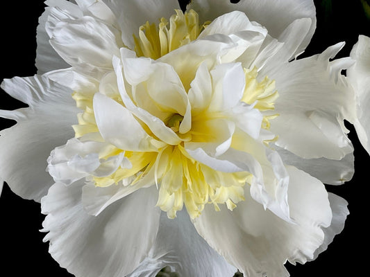 Fine art botanical photography print of a peony in full bloom — by Miriam Schulman