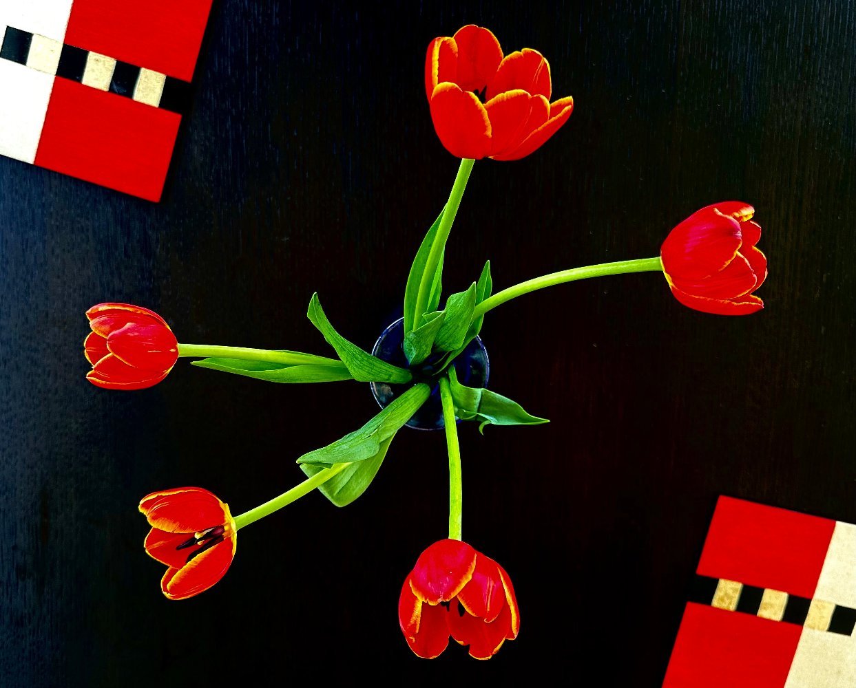 Fine art photography print of tulips in a bold black and red geometric composition — by Miriam Schulman