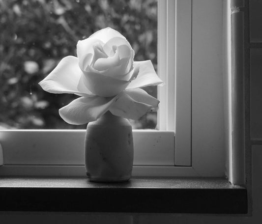Fine art photography print of a lone flower in afternoon light, Los Angeles, California — by Miriam Schulman