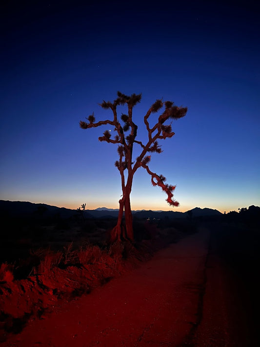 Joshua Tree and Venus: Red - Gunderson Schulman Photography