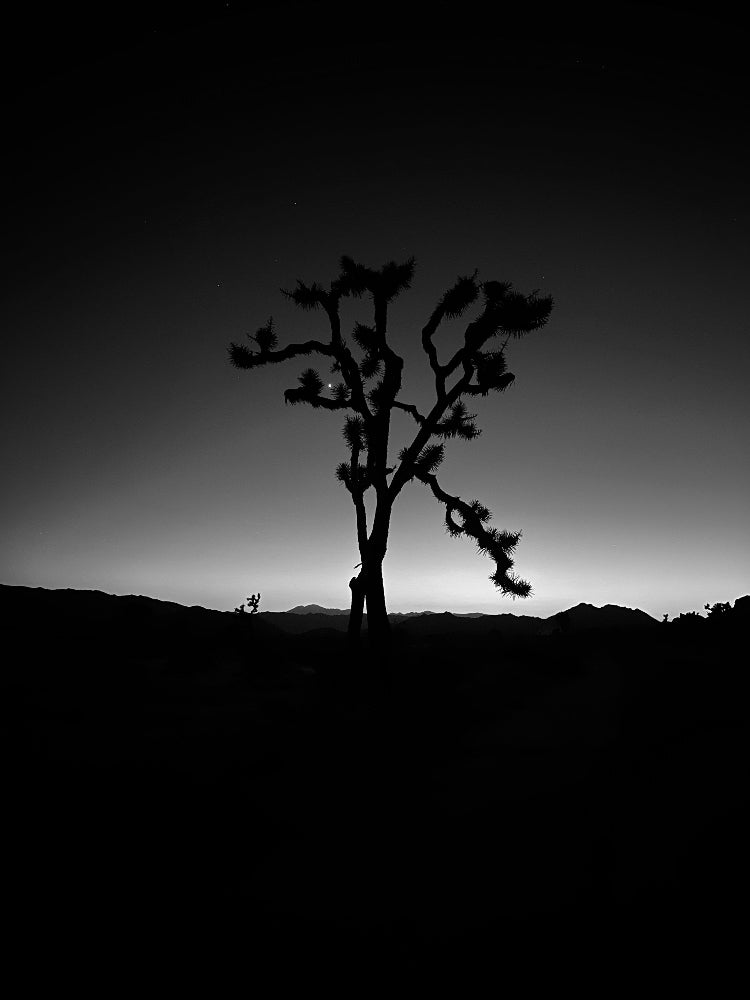 Joshua Tree and Venus 