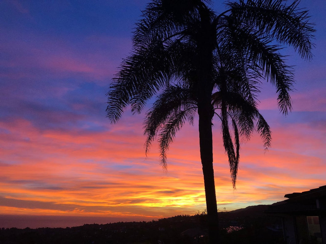 Palm Tree at Sunset - Gunderson Schulman Photography