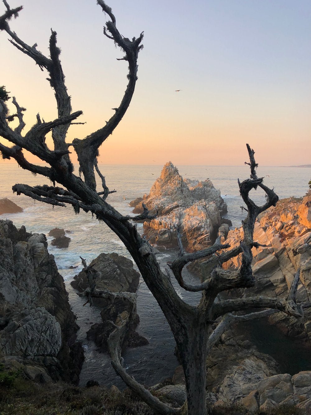 Point Lobos - Gunderson Schulman Photography