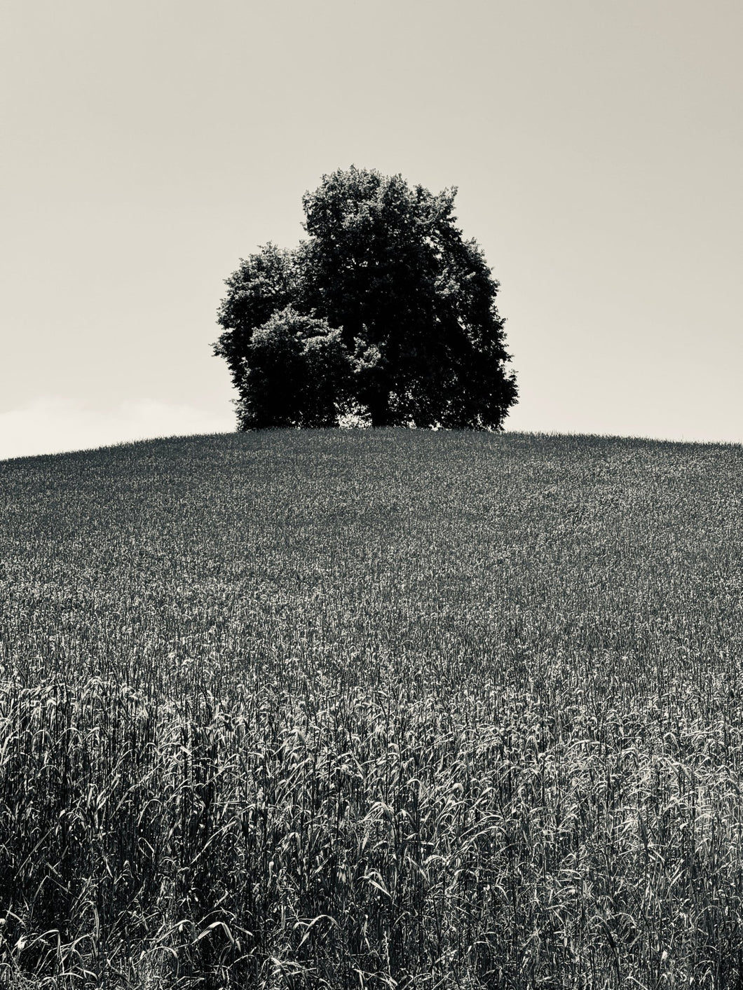 Tree in Wheat Field, Zurich - Gunderson Schulman Photography