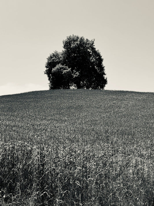 Fine art photography print of a lone tree in a wheat field, Zurich, Switzerland — by James Gunderson